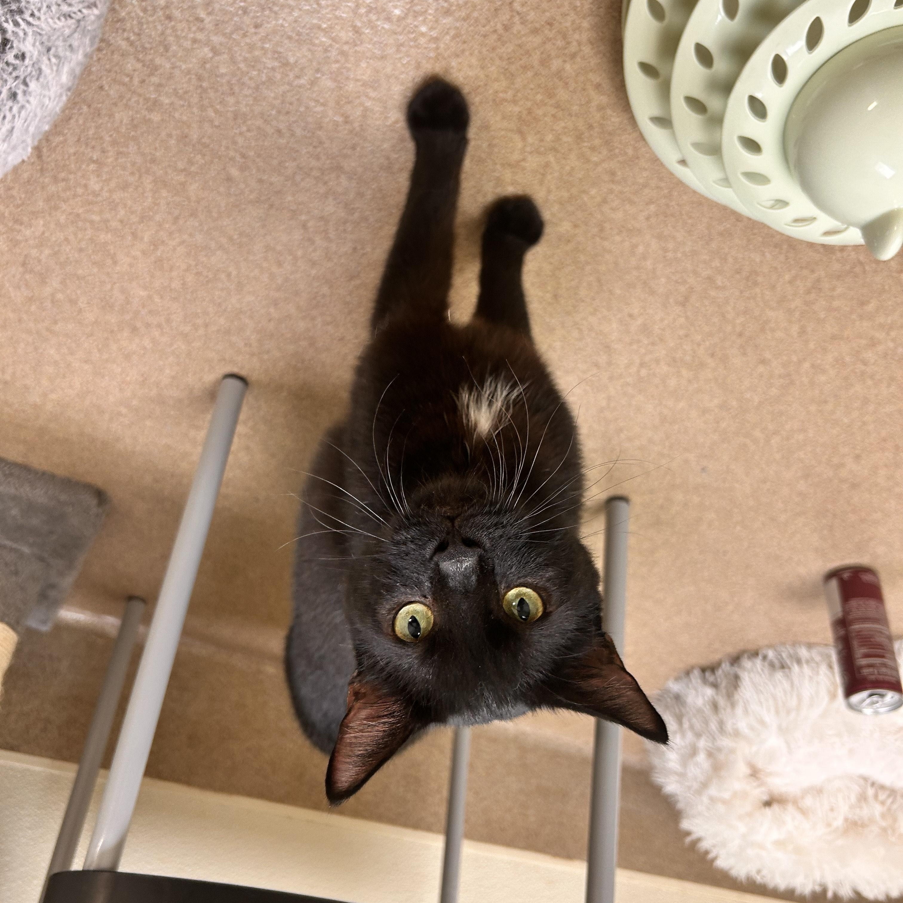 Enlarge Bruce, a Adoptable Domestic Short Hair in Myerstown, PA image 2/3