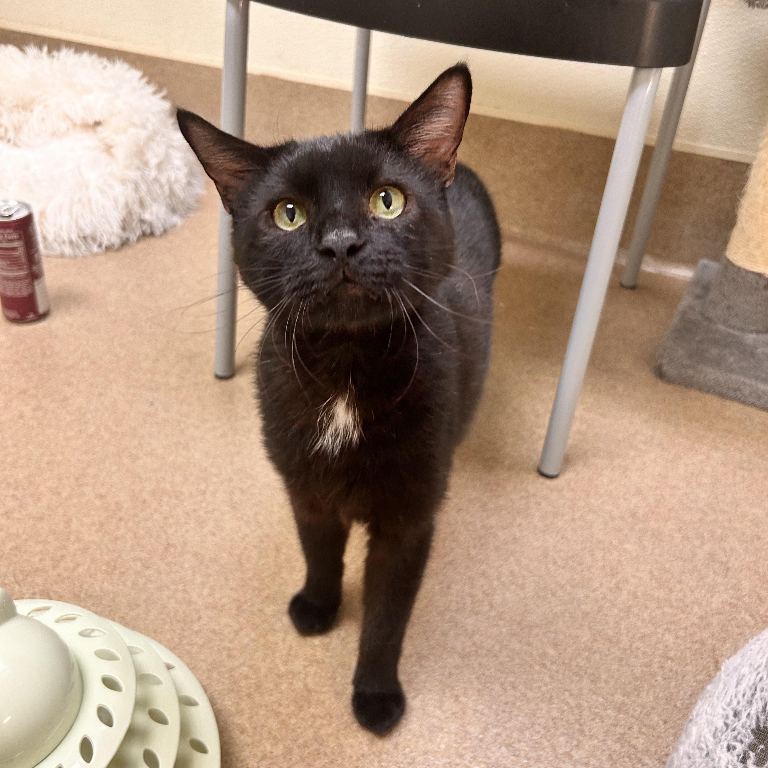 Bruce, Adoptable, Adult Male Domestic Short Hair.