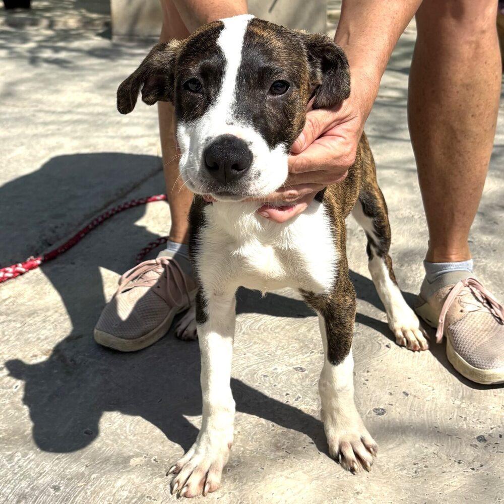 Lita, Adoptable, Adult Female American Bully & Mixed Breed.