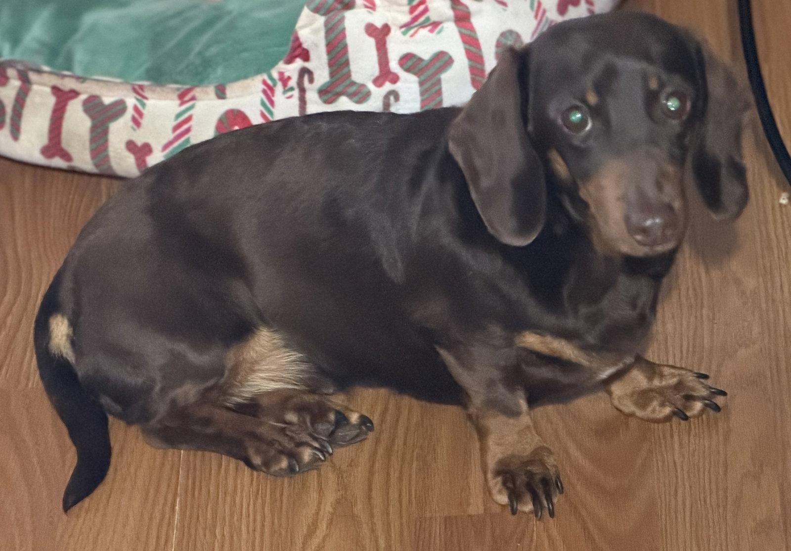Margaret, Adoptable, Adult Female Dachshund.