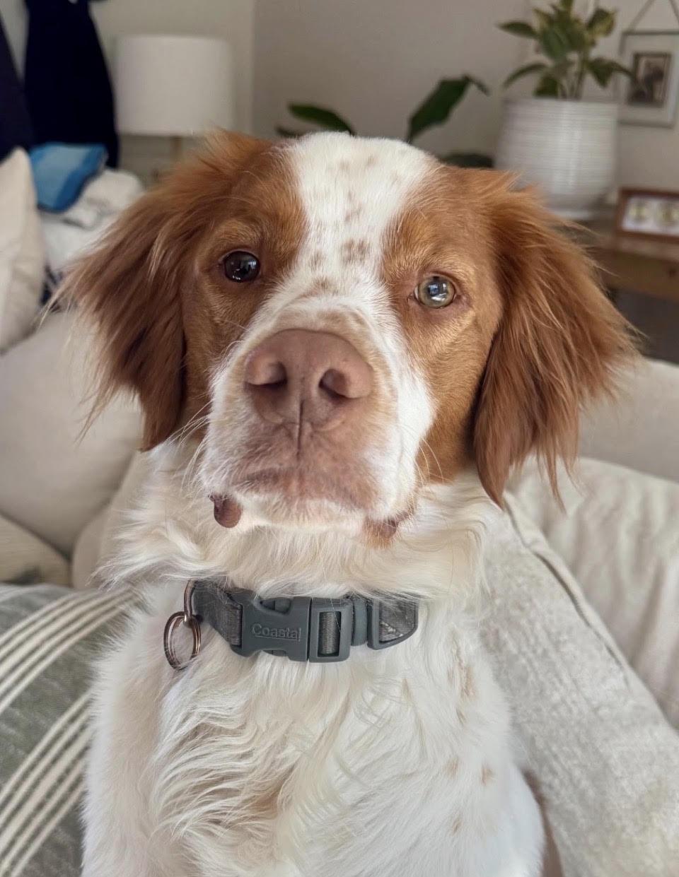 Enlarge Watson, a ADOPTABLE Brittany Spaniel in Marion, MA image 2/3