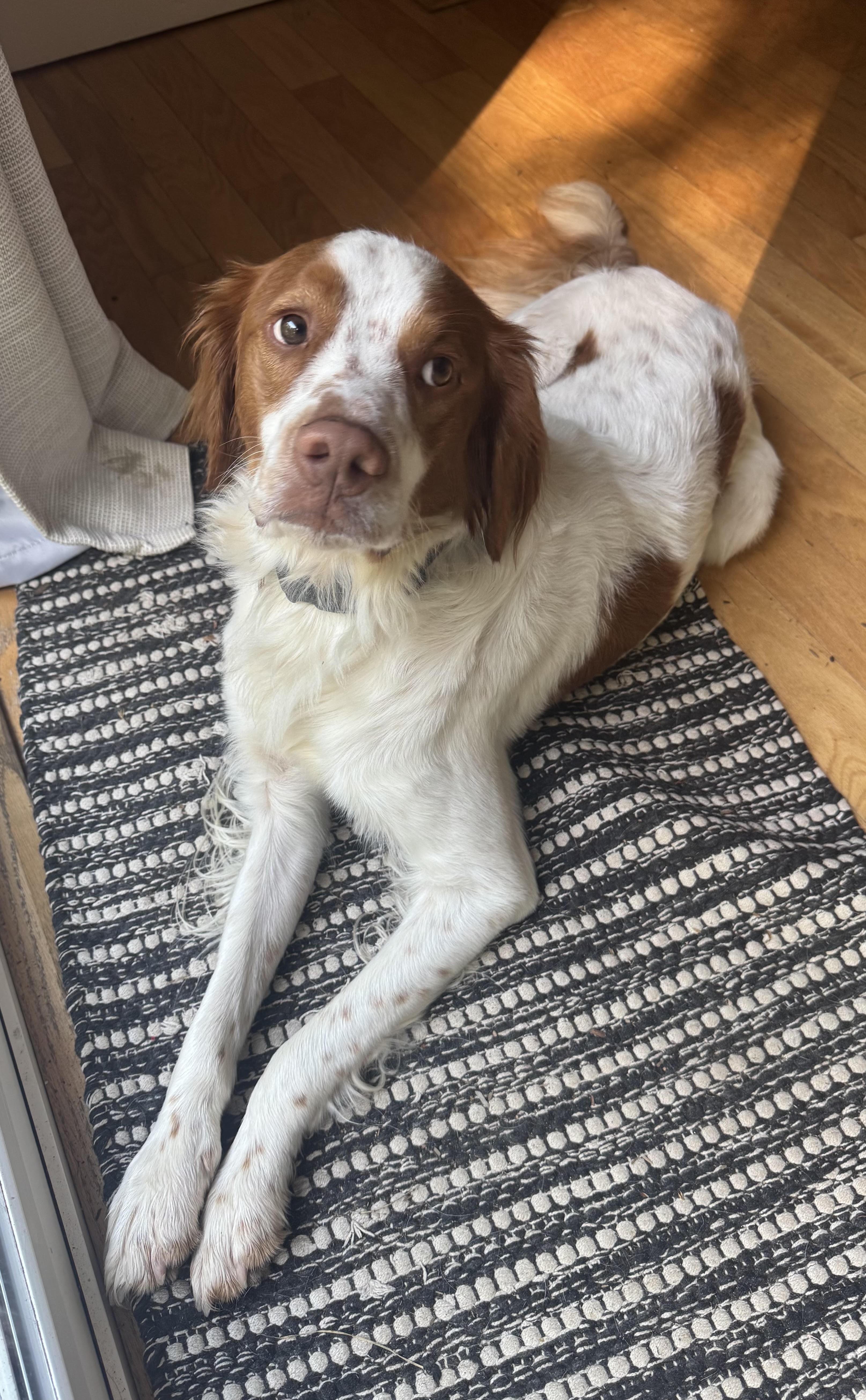 Enlarge Watson, a ADOPTABLE Brittany Spaniel in Marion, MA image 3/3