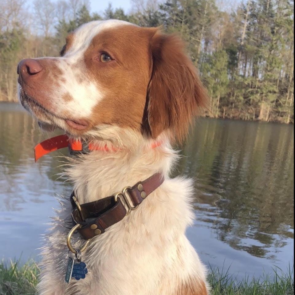 Watson, ADOPTABLE, Young Male Brittany Spaniel.