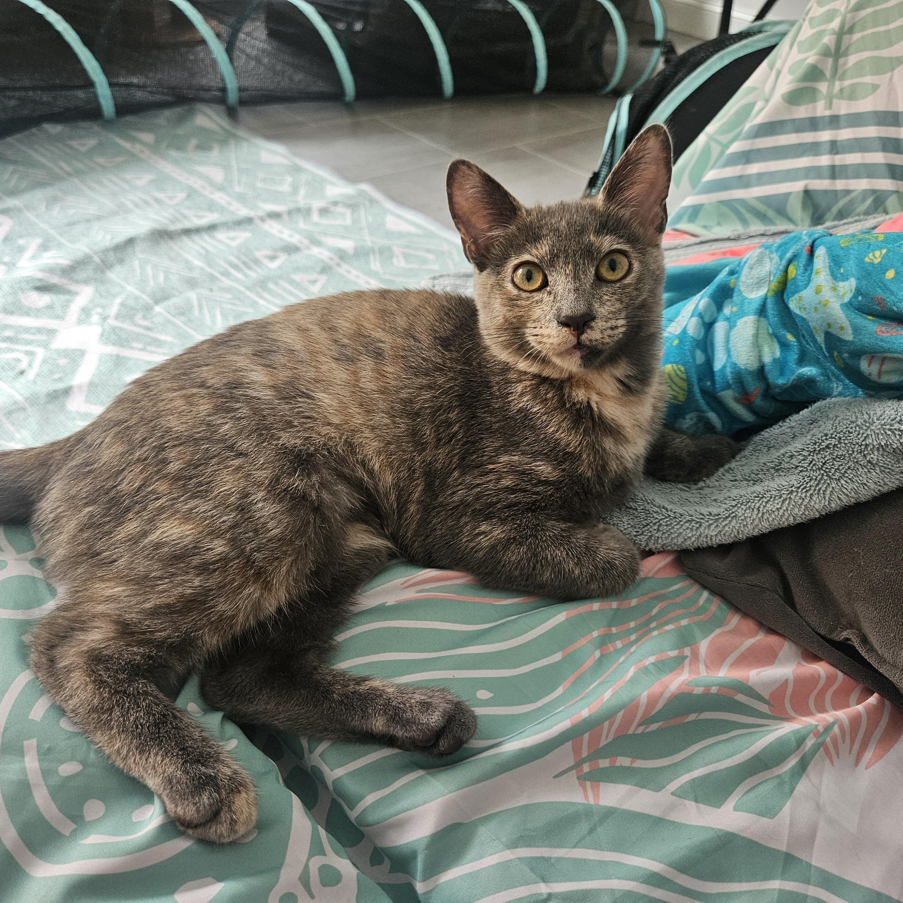 Enlarge Monica, a Adoptable Domestic Short Hair in Alexandria, VA image 6/6
