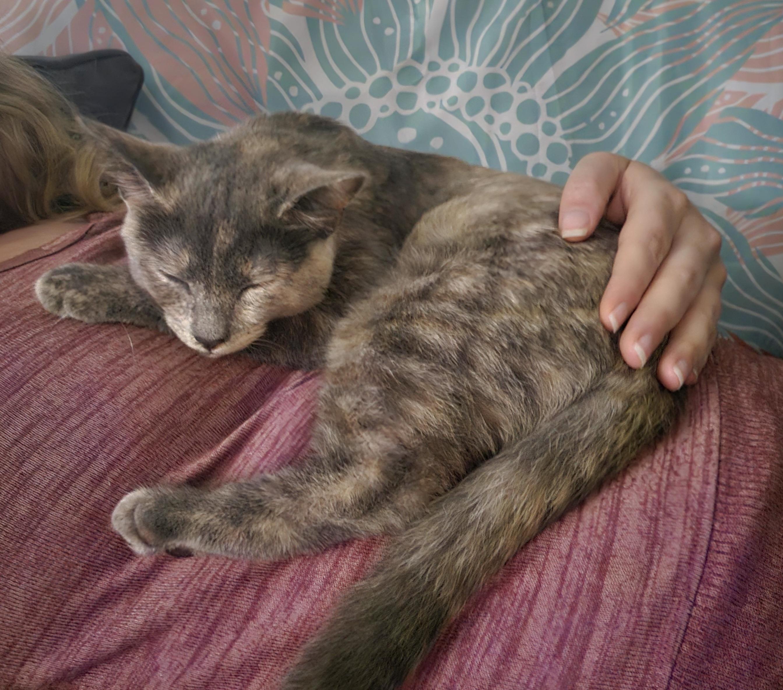 Enlarge Monica, a Adoptable Domestic Short Hair in Alexandria, VA image 2/6