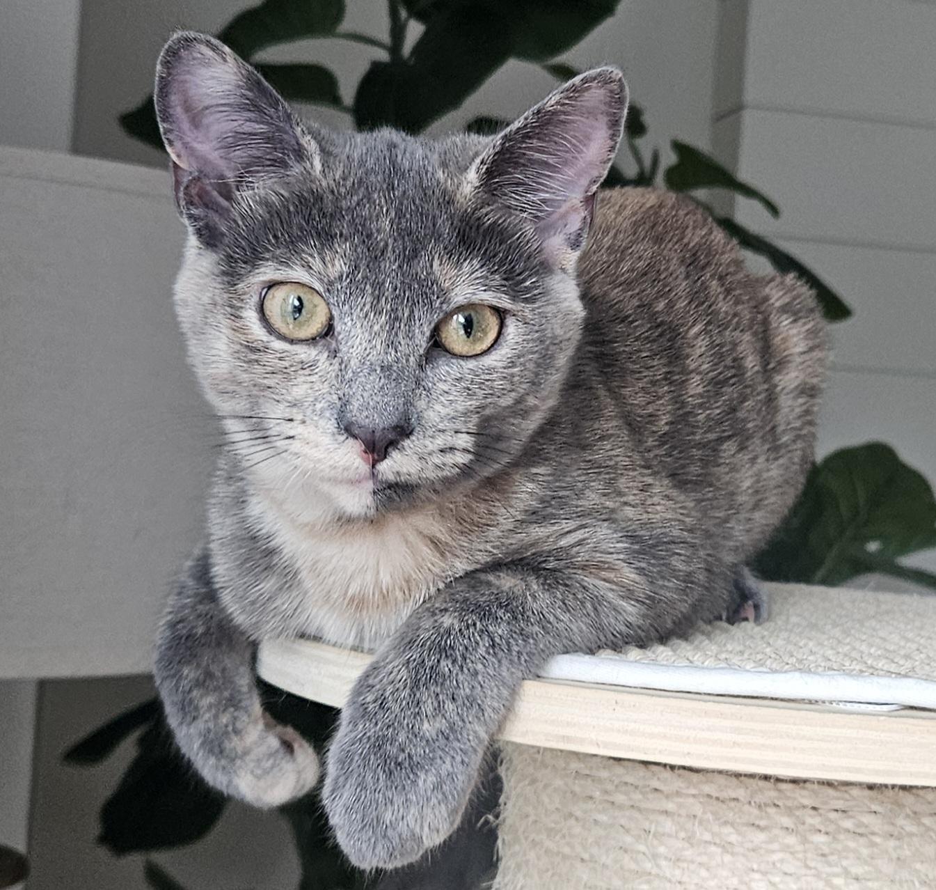 Enlarge Monica, a Adoptable Domestic Short Hair in Alexandria, VA image 1/6