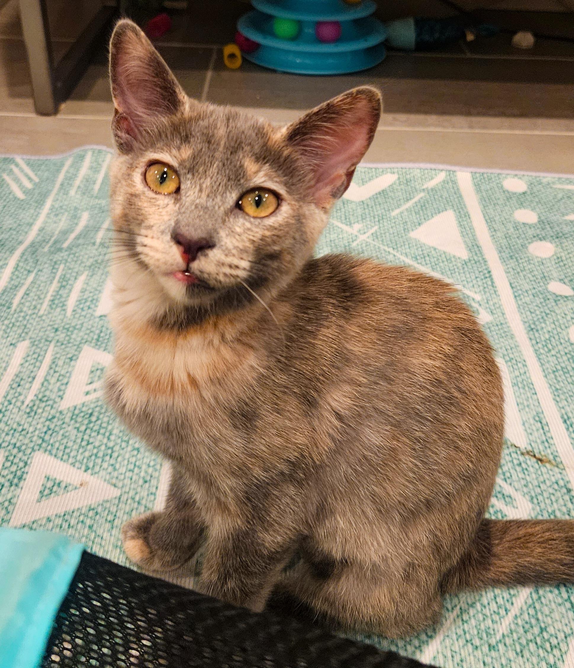 Enlarge Monica, a Adoptable Domestic Short Hair in Alexandria, VA image 3/6