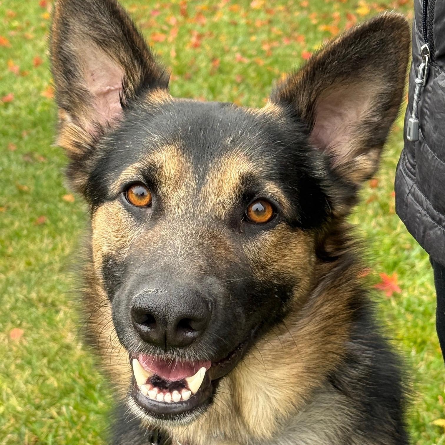 Enzo, an adopted mixed breed in Pleasanton, CA image 1/6