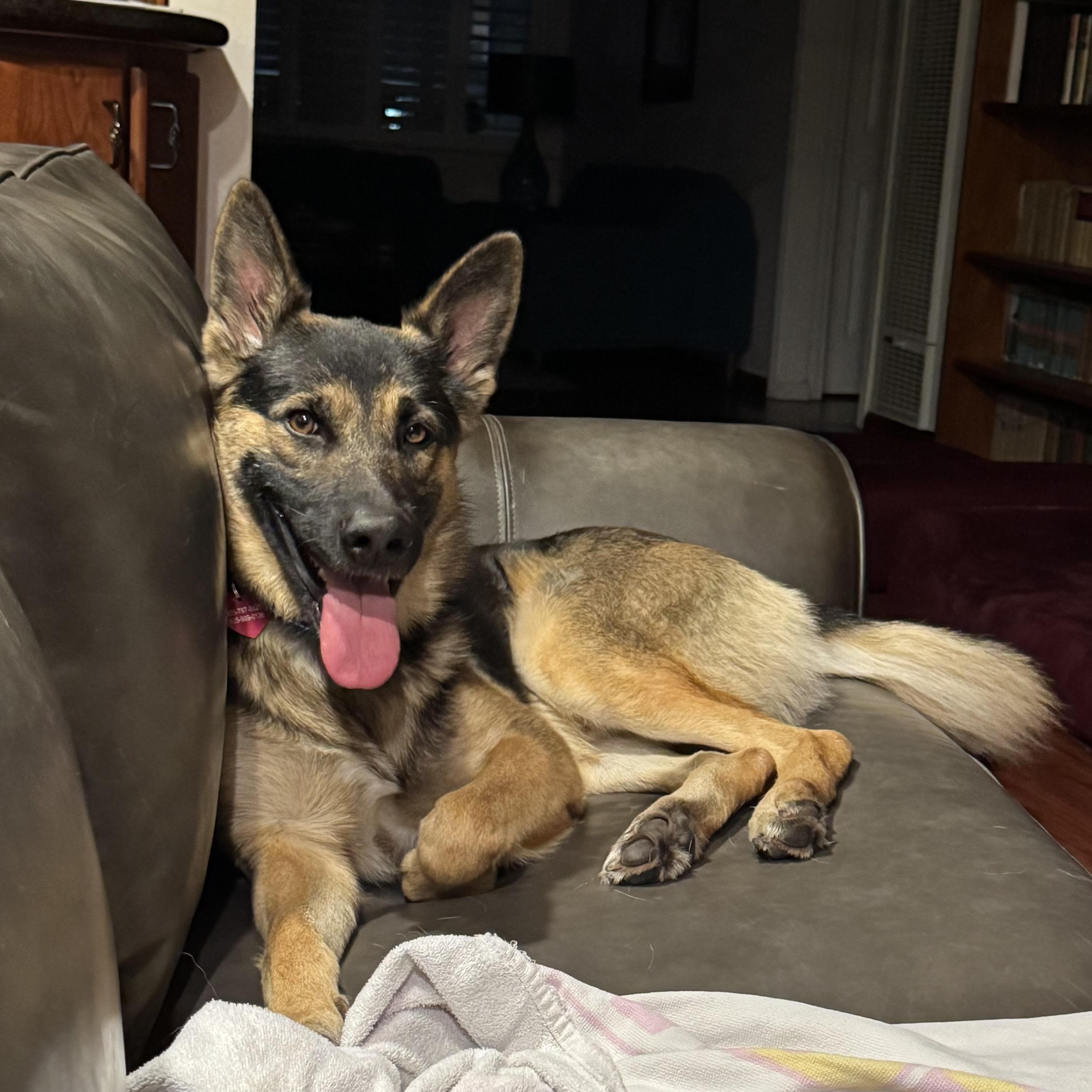 Enzo, an adopted mixed breed in Pleasanton, CA image 2/6