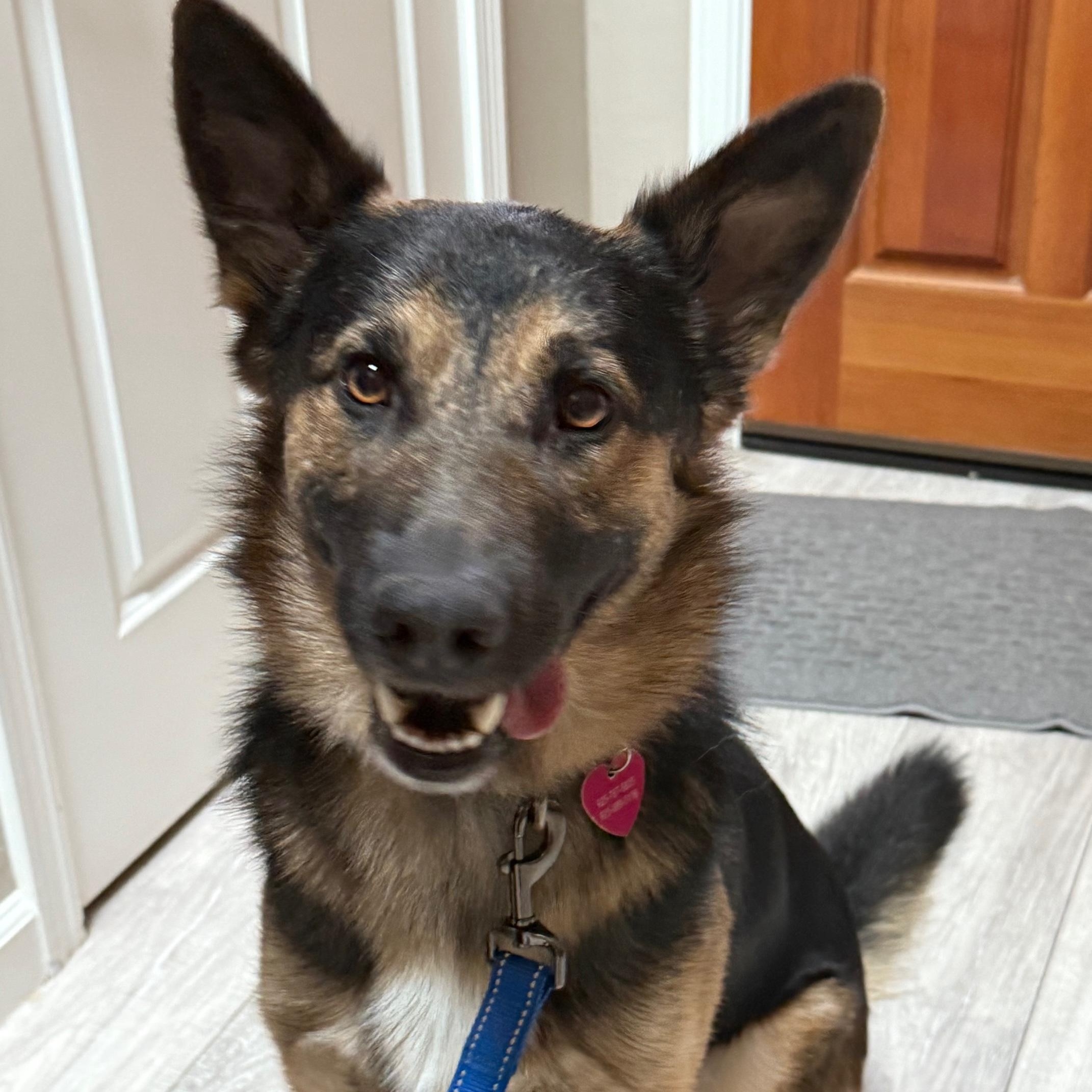 Enzo, an adopted mixed breed in Pleasanton, CA image 3/6