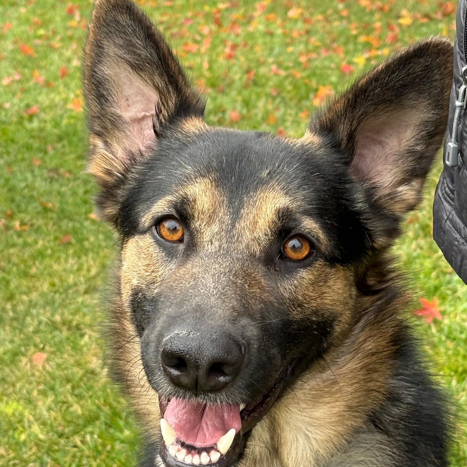 Enzo, an adopted mixed breed in Pleasanton, CA image 4/6