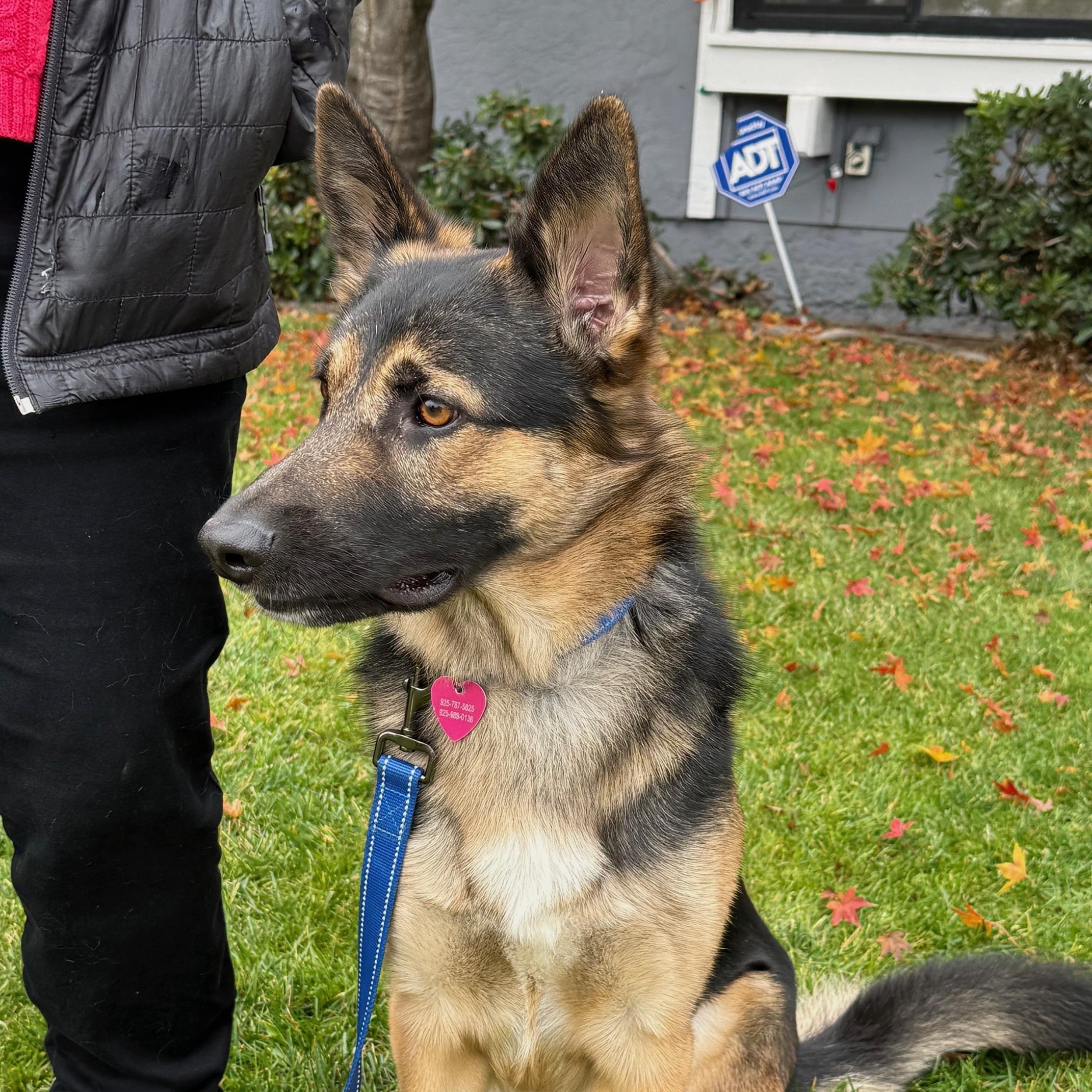 Enzo, an adopted mixed breed in Pleasanton, CA image 5/6