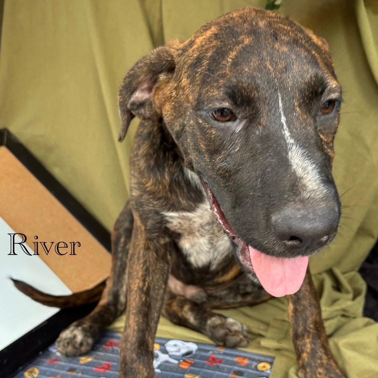 River, a Adoptable mixed breed in Parker, CO image 2/4