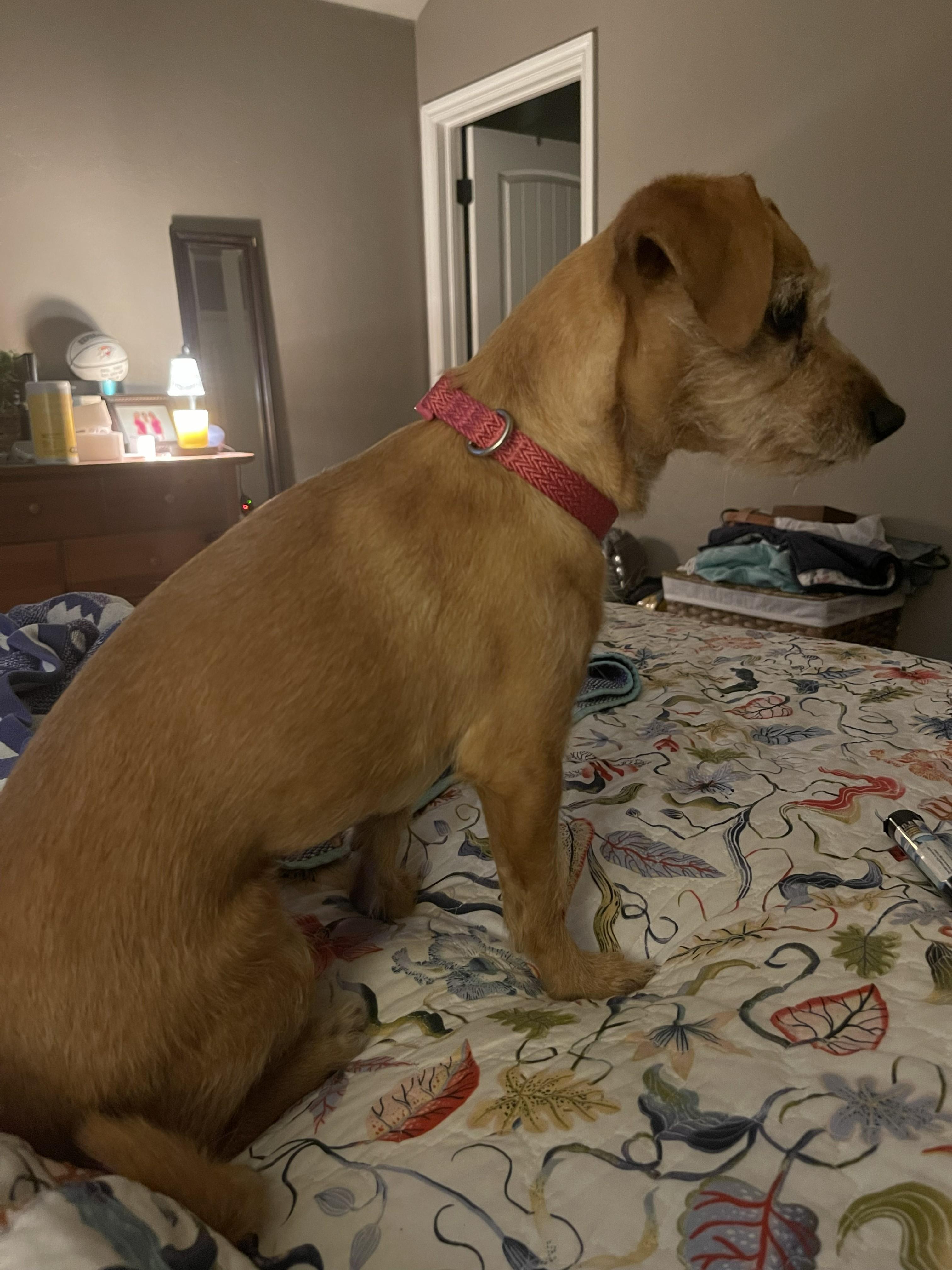 Enlarge Rosita, an adopted Terrier in Yukon, OK image 3/3