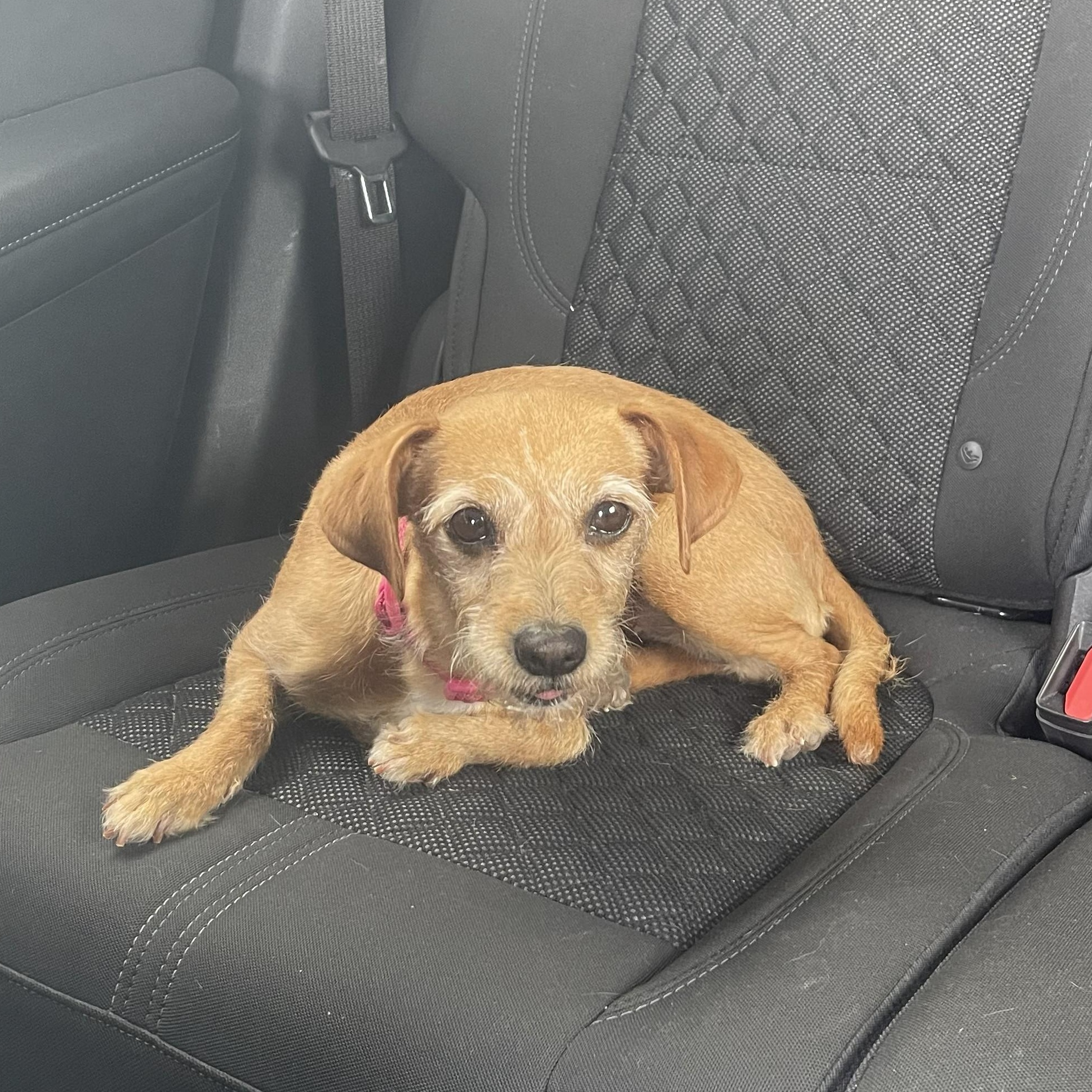 Rosita, adopted, Adult Female Terrier.