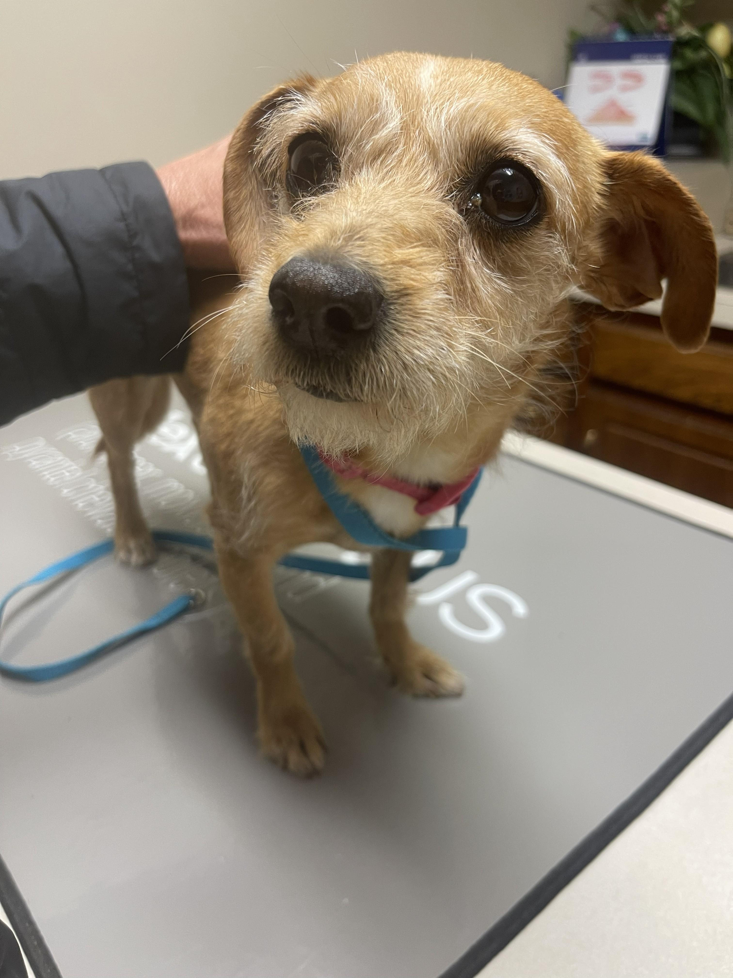 Enlarge Rosita, an adopted Terrier in Yukon, OK image 2/3