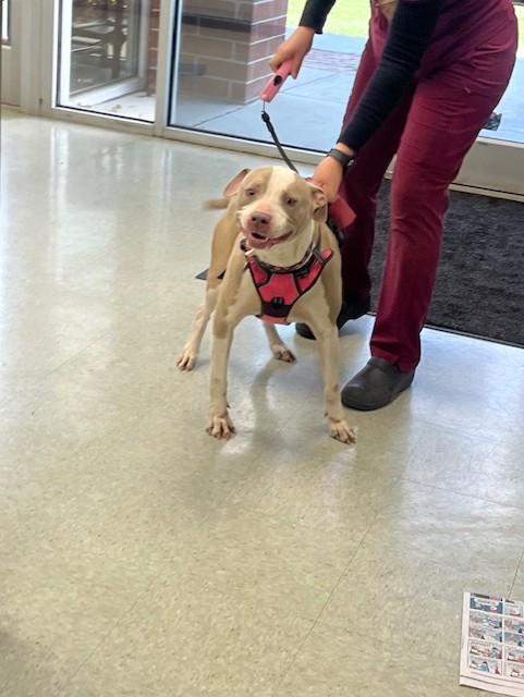Enlarge RUBY, a Adoptable mixed breed in Wilmington, NC image 1/1