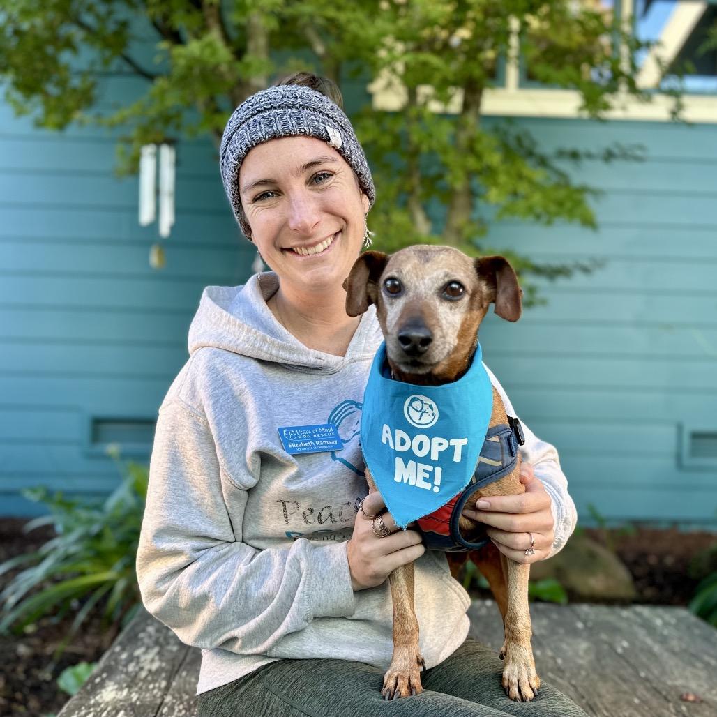 Mighty Joe, Adoptable, Senior Male Dachshund & Chihuahua.