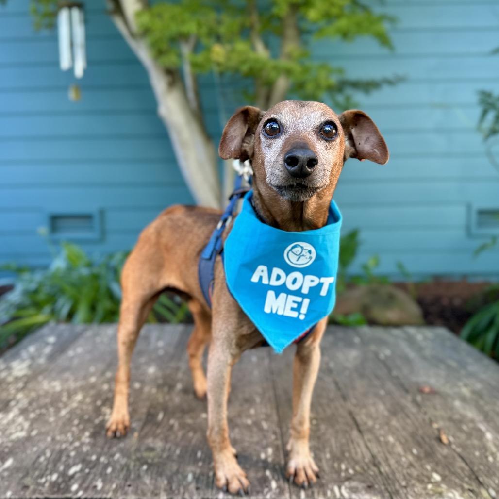 Enlarge Mighty Joe, a Adoptable mixed breed in Pacific Grove, CA image 2/4