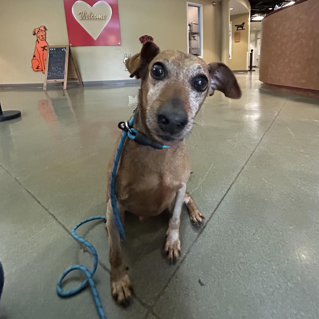 Enlarge Mighty Joe, a Adoptable mixed breed in Pacific Grove, CA image 3/4