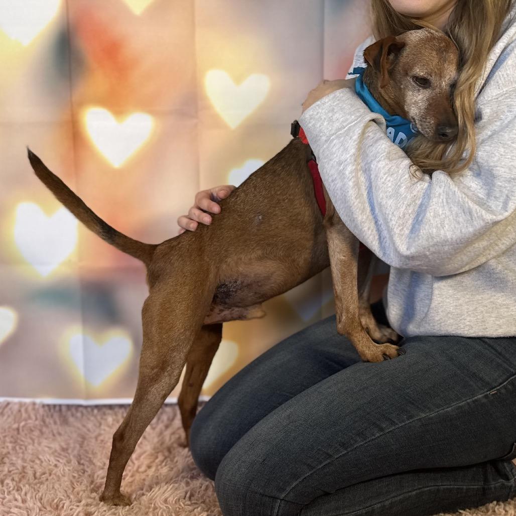 Mighty Joe, a Adoptable mixed breed in Pacific Grove, CA image 6/6