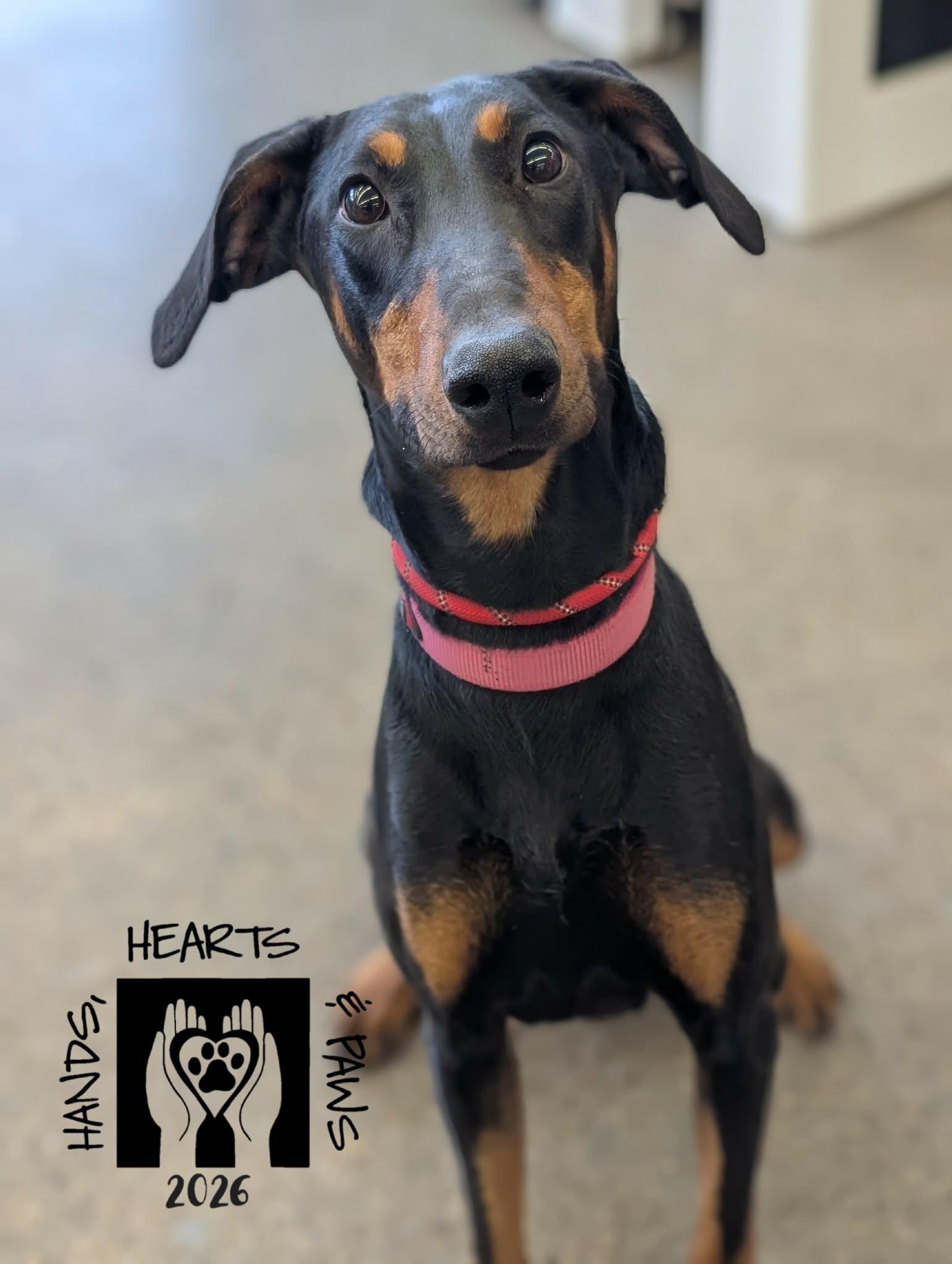 Enlarge Minerva, a Adoptable Doberman Pinscher in Omaha, NE image 2/3