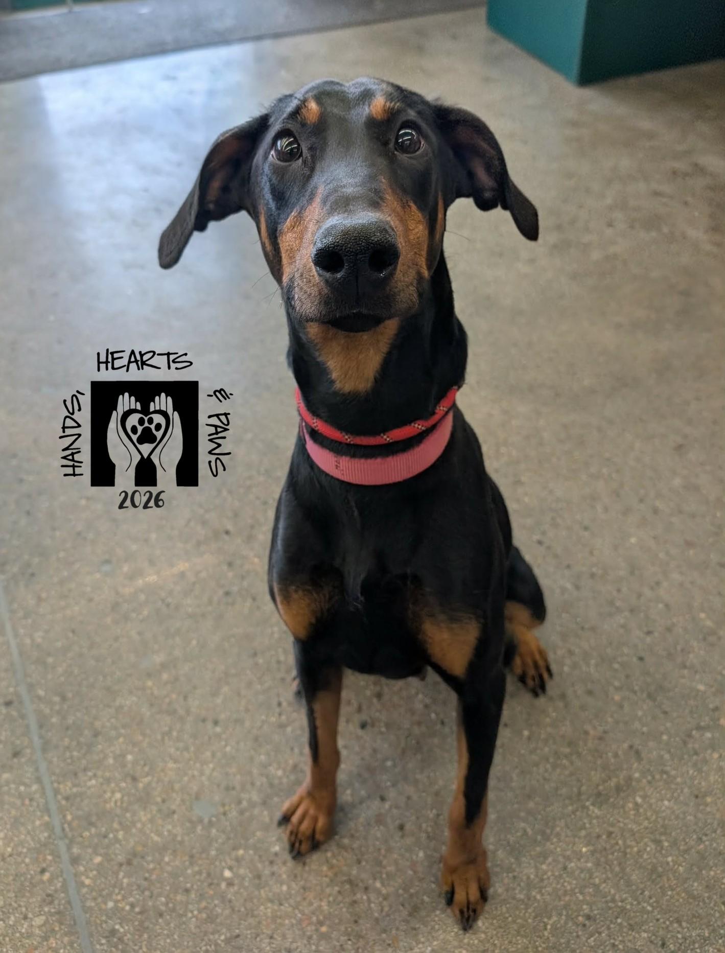 Minerva, Adoptable, Adult Female Doberman Pinscher.