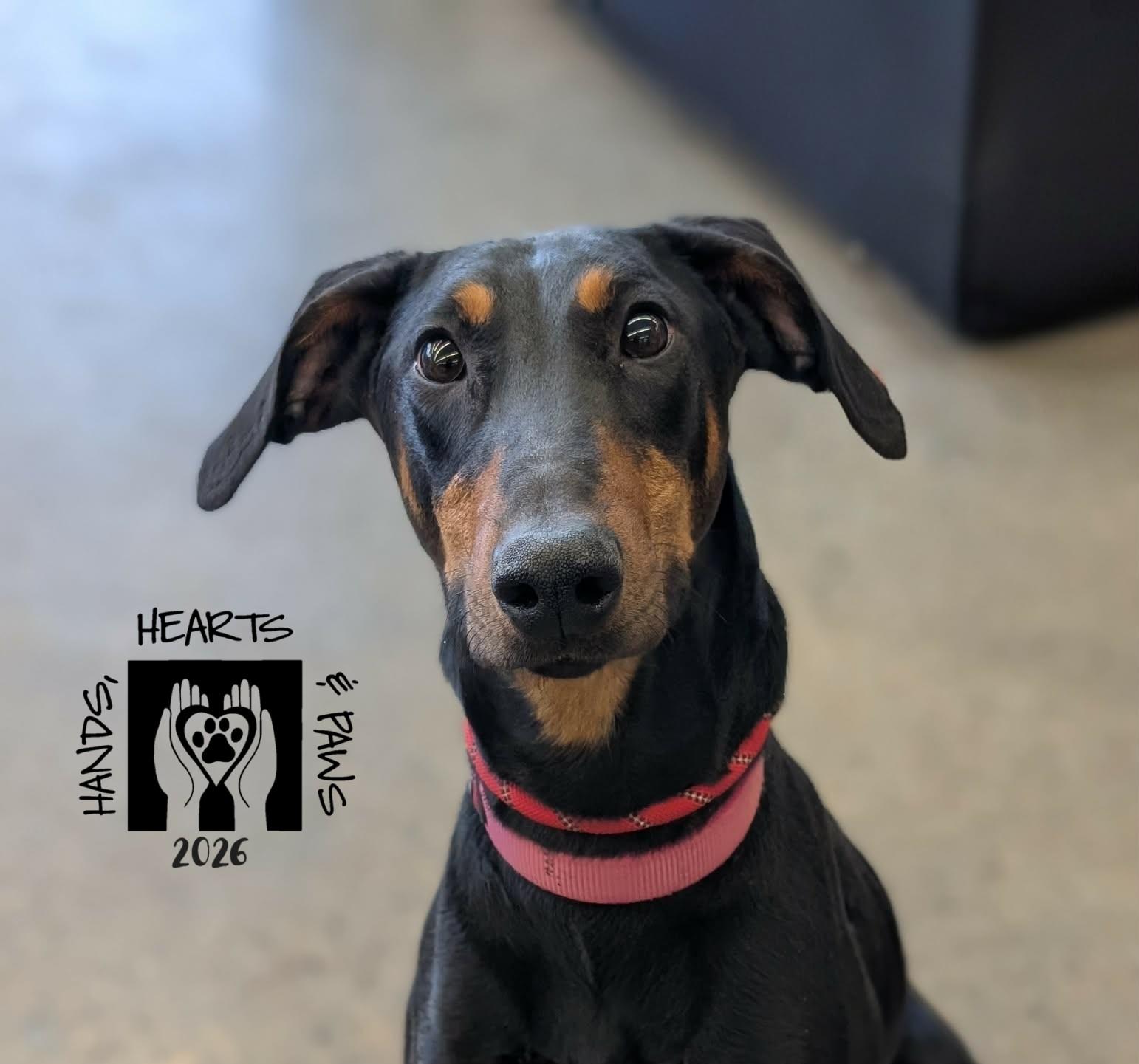 Enlarge Minerva, a Adoptable Doberman Pinscher in Omaha, NE image 3/3