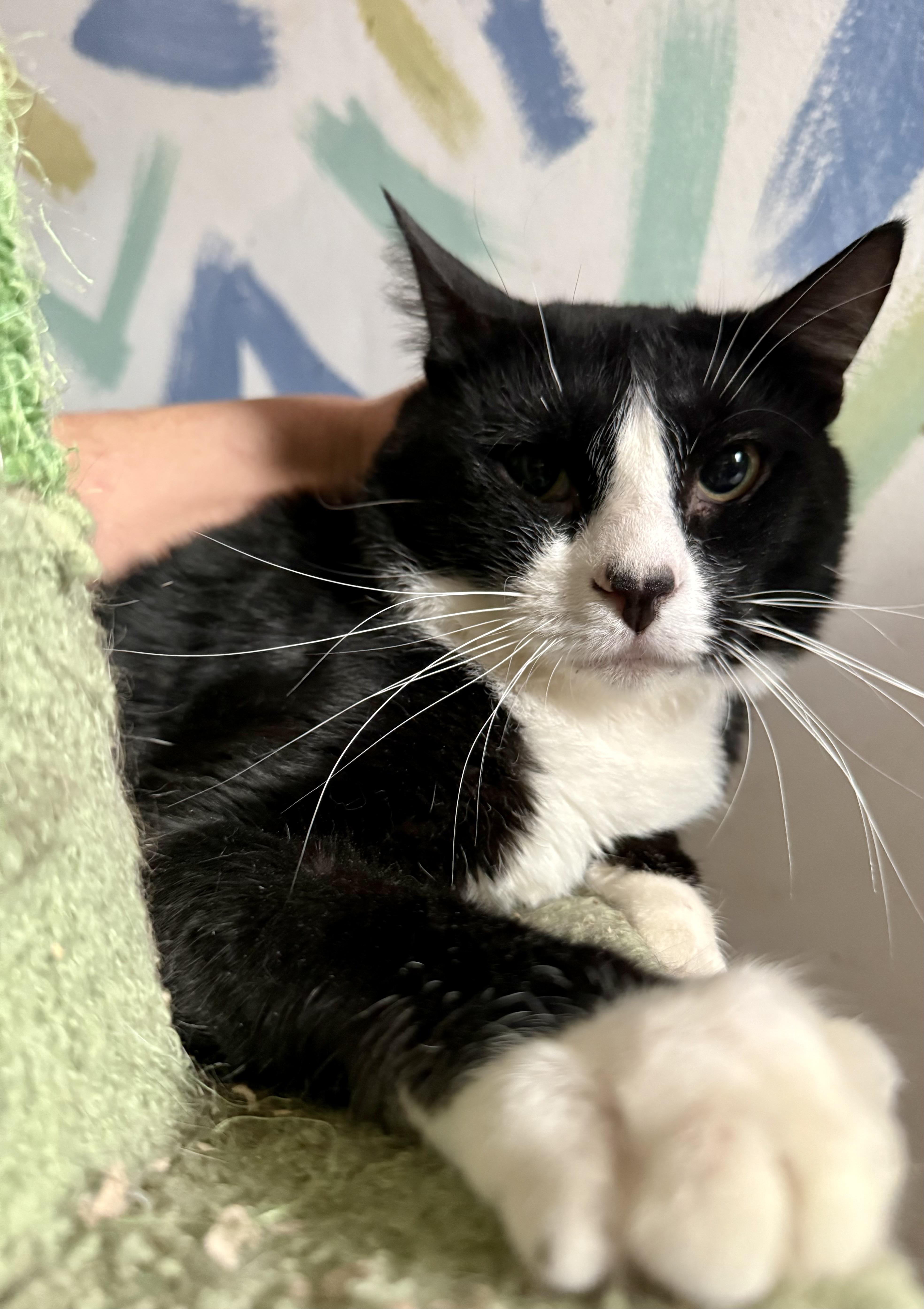 Knight, Adoptable, Adult Male Domestic Short Hair.