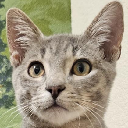 Rockie, Adoptable, Kitten Male Domestic Short Hair & Domestic Short Hair.