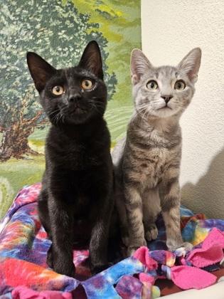 Enlarge Rockie, a Adoptable mixed breed in Pleasanton, CA image 2/3