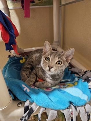 Enlarge Rockie, a Adoptable mixed breed in Pleasanton, CA image 3/3