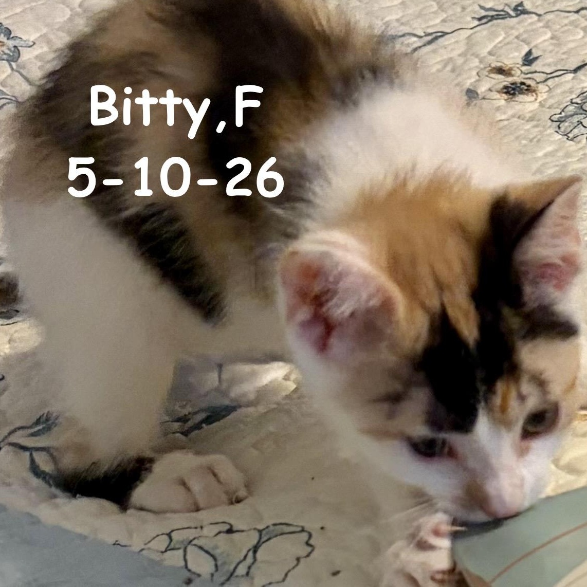 Bitty, a Adoptable Domestic Short Hair in Houghton Lake, MI image 5/5
