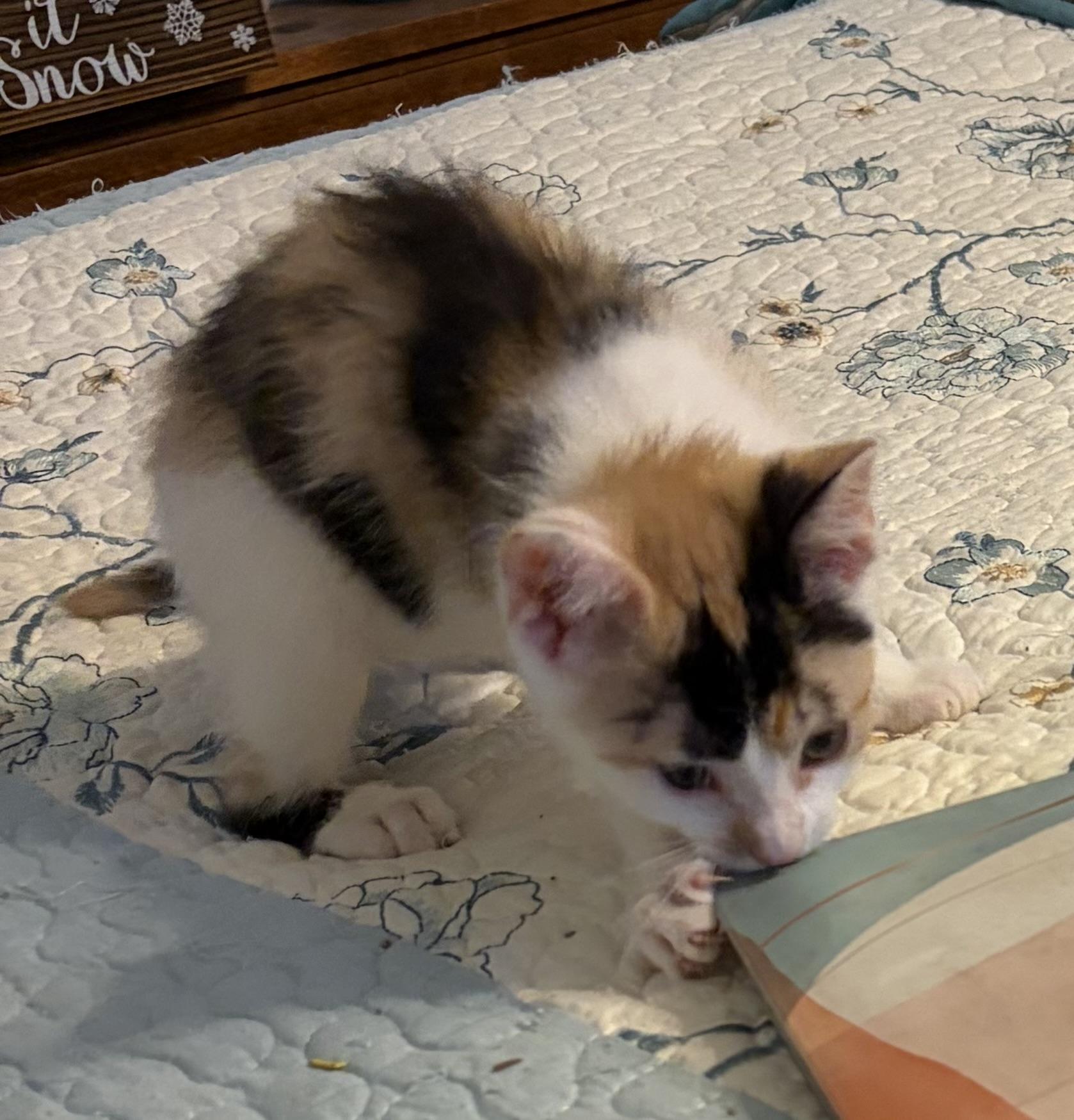Bitty, a Adoptable Domestic Short Hair in Houghton Lake, MI image 3/5