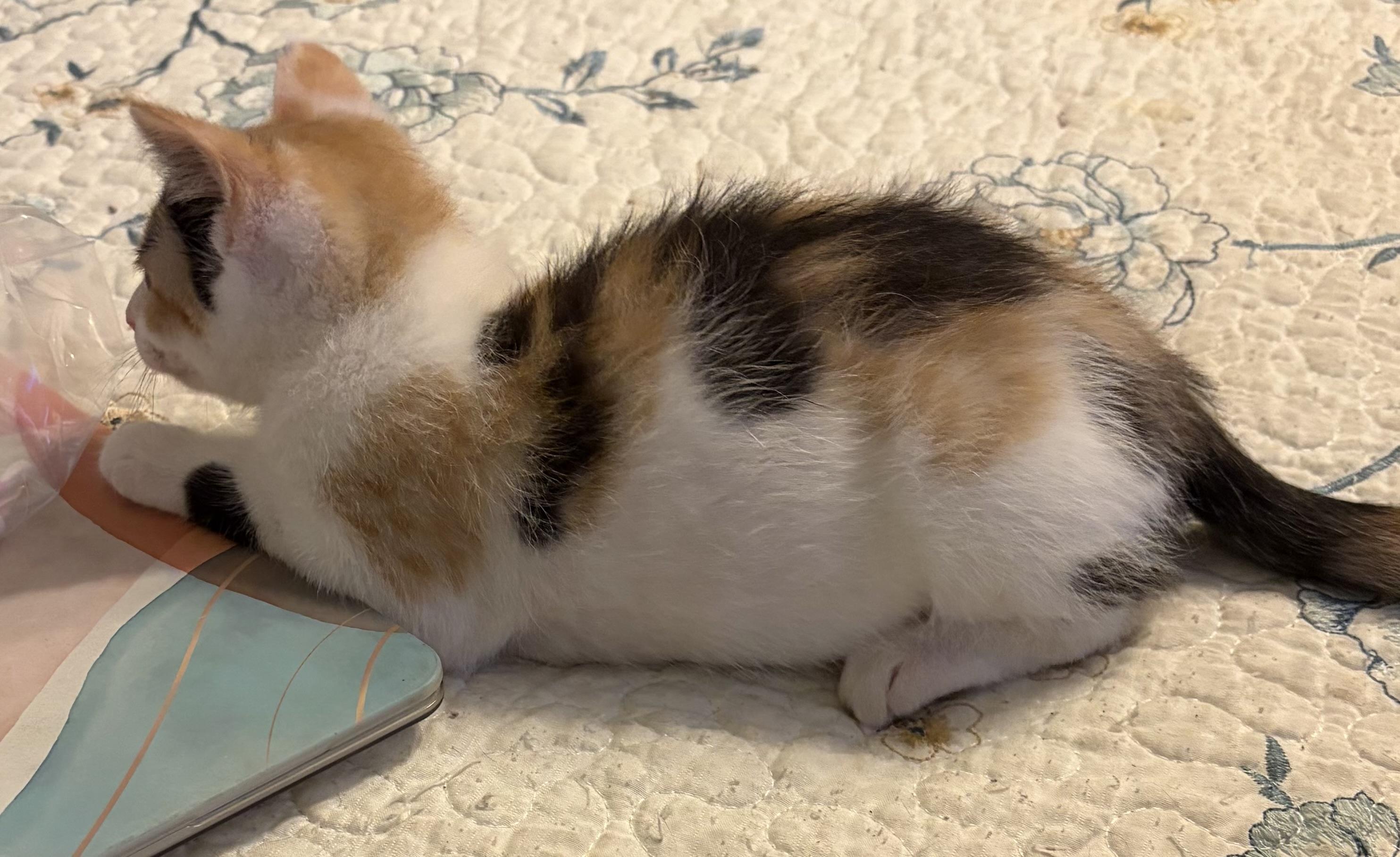 Bitty, a Adoptable Domestic Short Hair in Houghton Lake, MI image 4/5