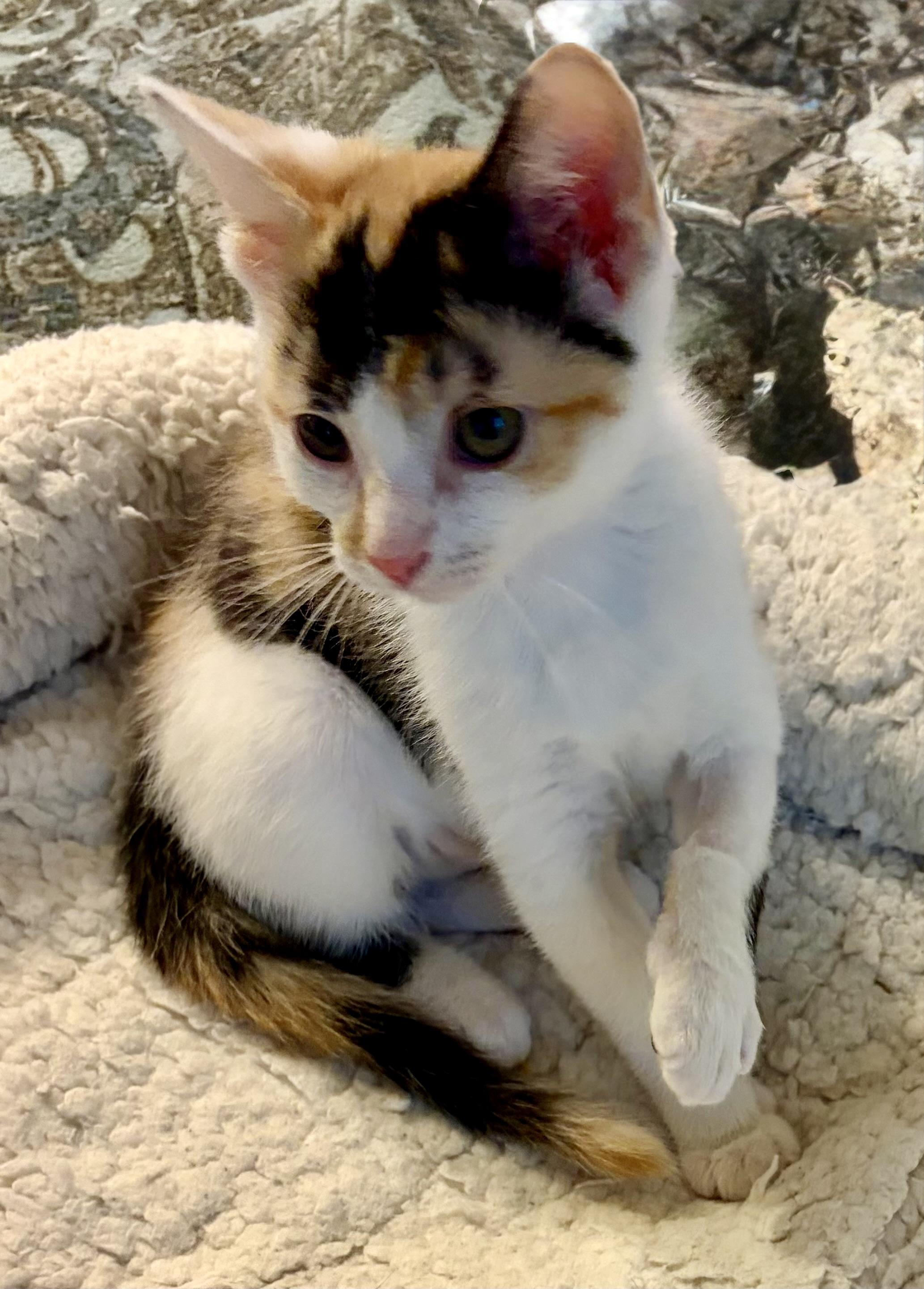 Bitty, Adoptable, Kitten Female Domestic Short Hair.