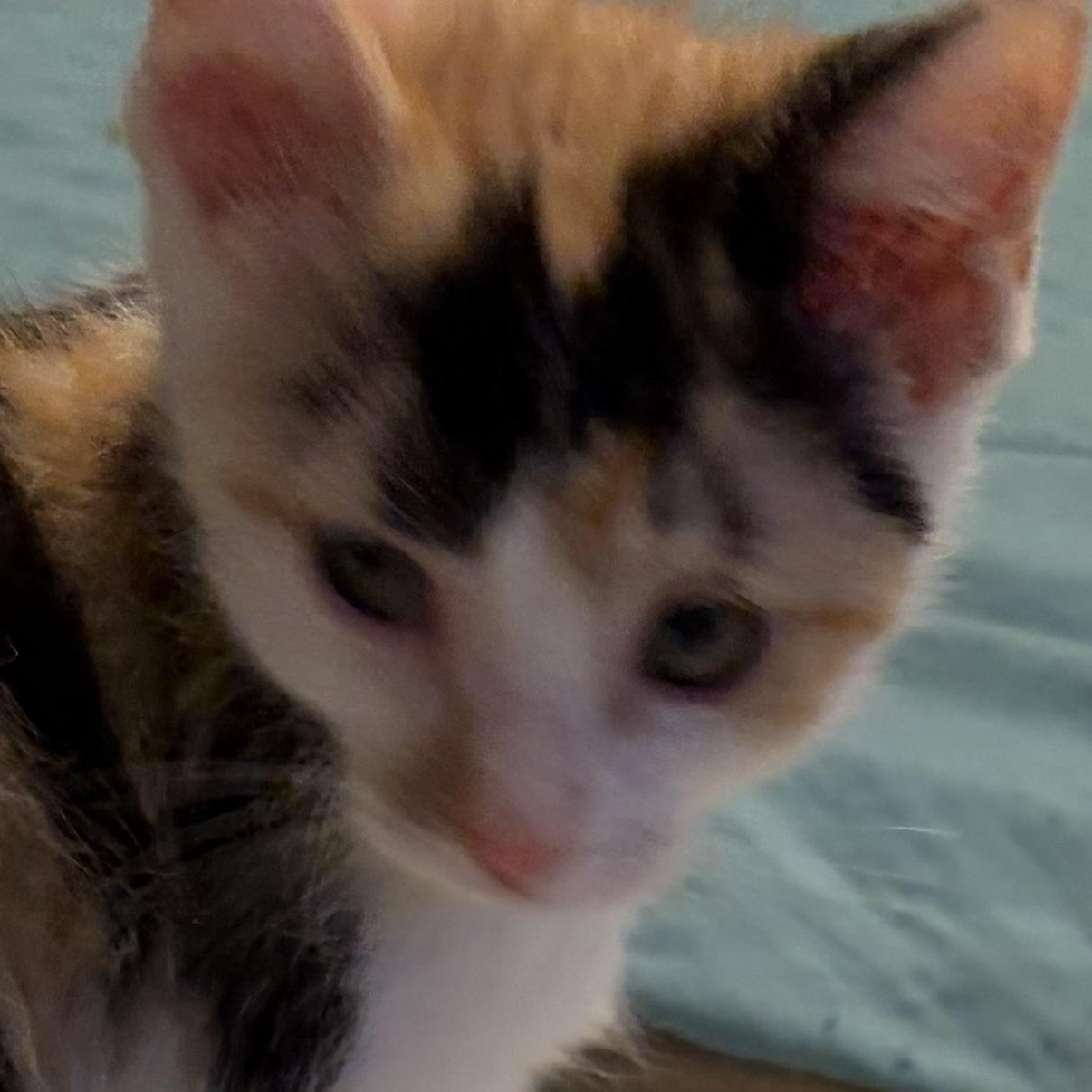 Bitty, a Adoptable Domestic Short Hair in Houghton Lake, MI image 2/5