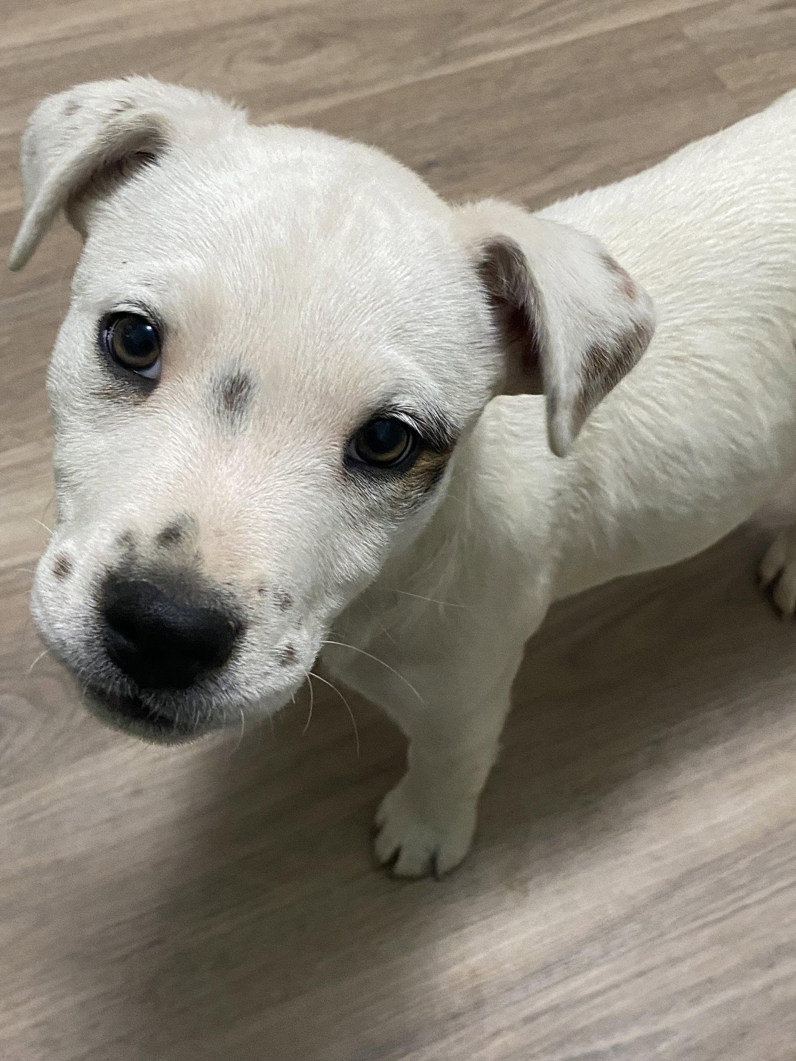 Posey, Adoptable, Puppy Female Terrier & Pit Bull Terrier.