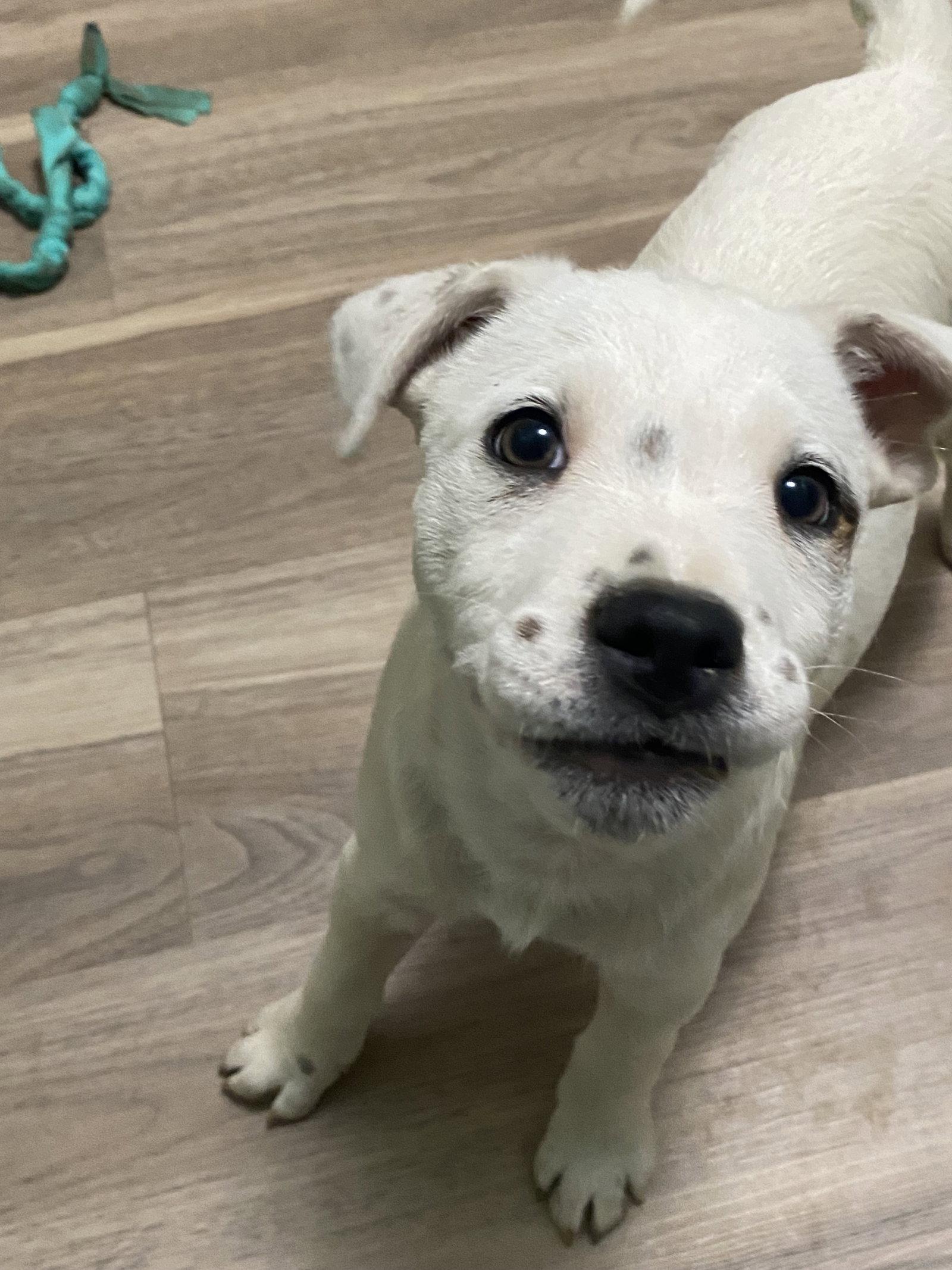 Enlarge Posey, a Adoptable mixed breed in Barnhart, MO image 2/3