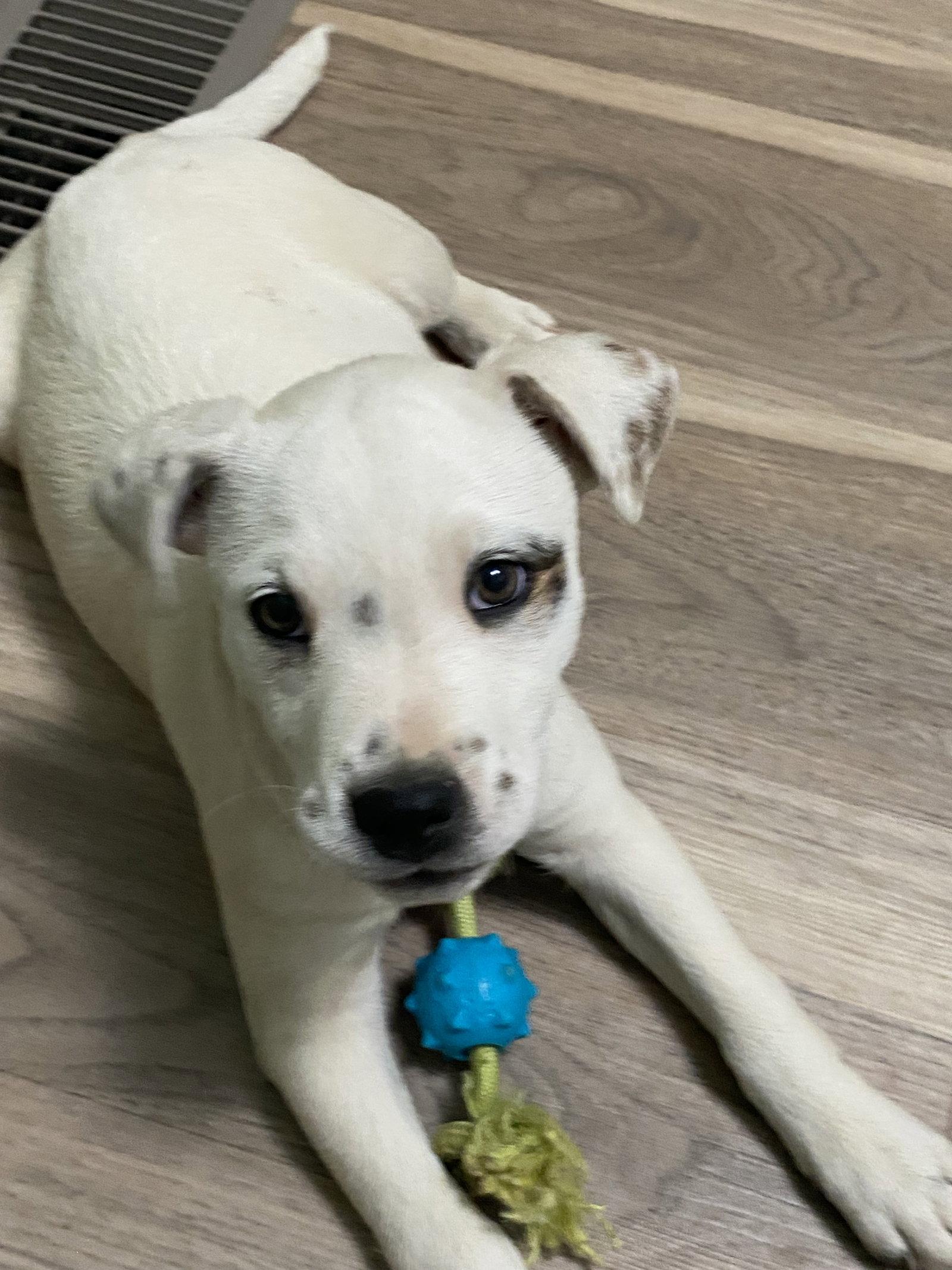 Enlarge Posey, a Adoptable mixed breed in Barnhart, MO image 3/3