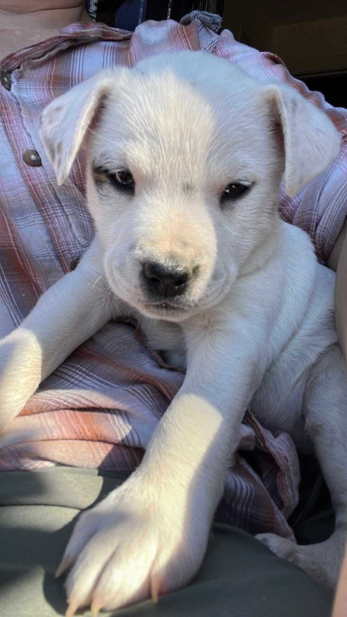 Enlarge Posey, a Adoptable mixed breed in Barnhart, MO image 1/1