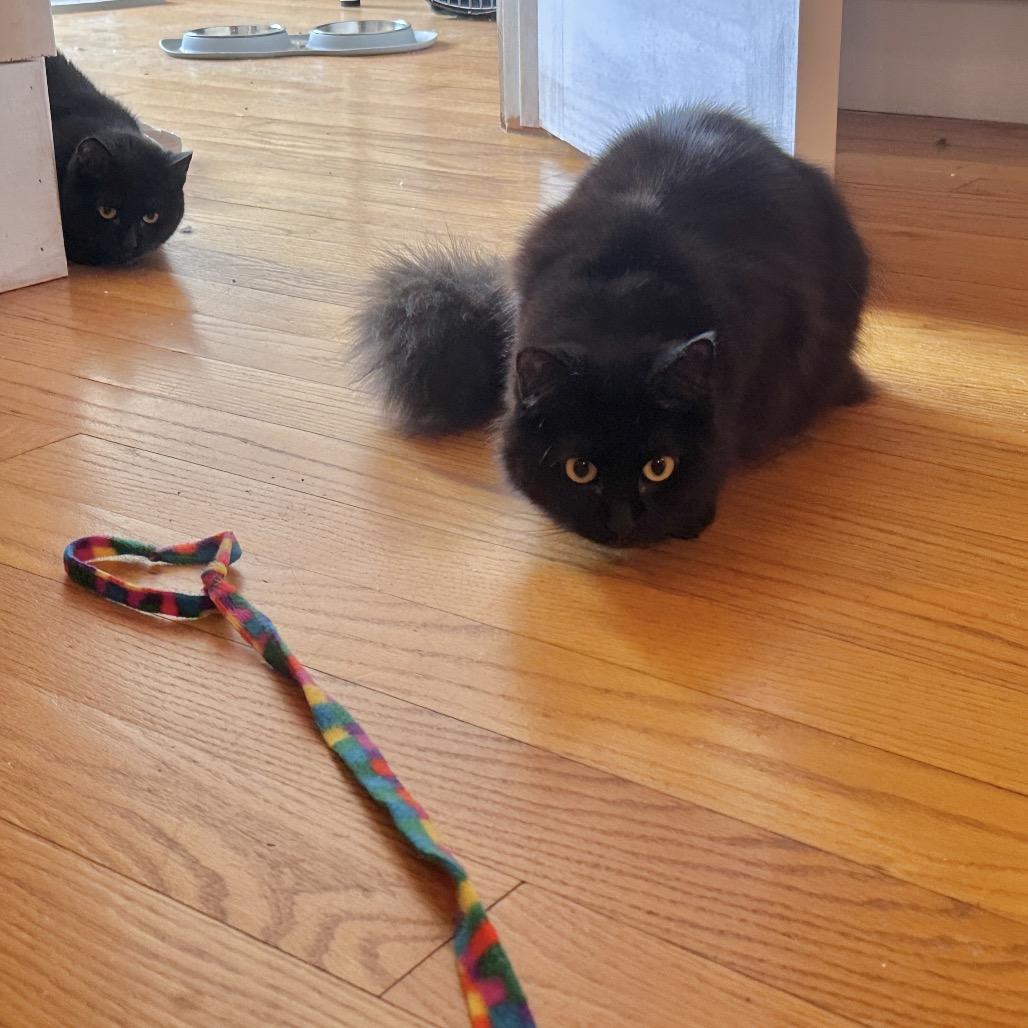 Enlarge Tiramisu, a Adoptable Domestic Long Hair in Forest Hills, NY image 4/5