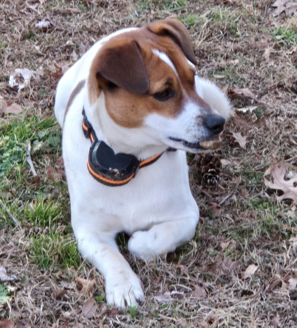 PUPPA-DOO, an adopted Jack Russell Terrier in Franklin, TN image 1/3
