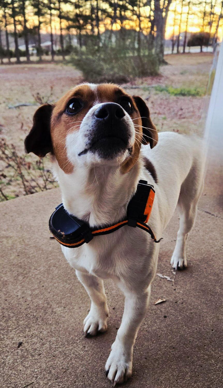 PUPPA-DOO, an adopted Jack Russell Terrier in Franklin, TN image 2/3