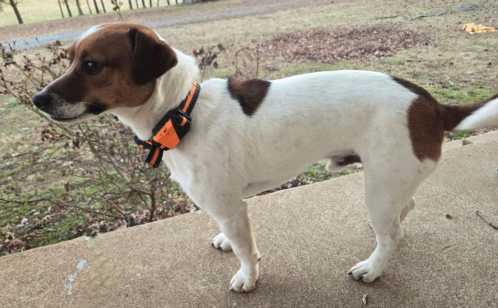 PUPPA-DOO, an adopted Jack Russell Terrier in Franklin, TN image 3/3