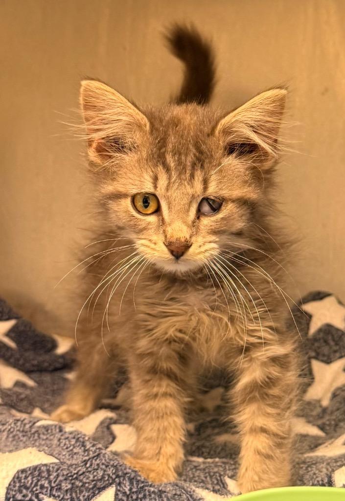Chesapeake, Adoptable, Kitten Male Domestic Long Hair.