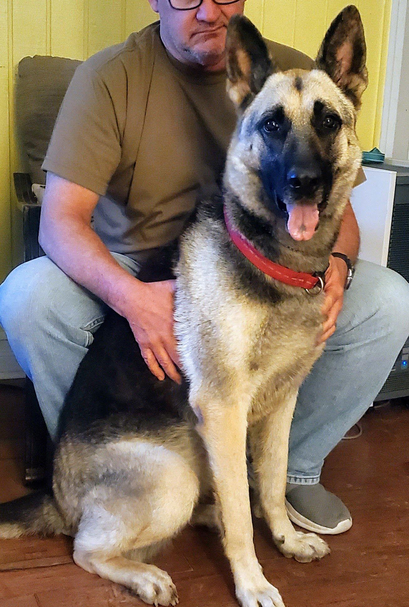 Raven 6524, a Adoptable German Shepherd Dog in Centreville, VA image 1/3