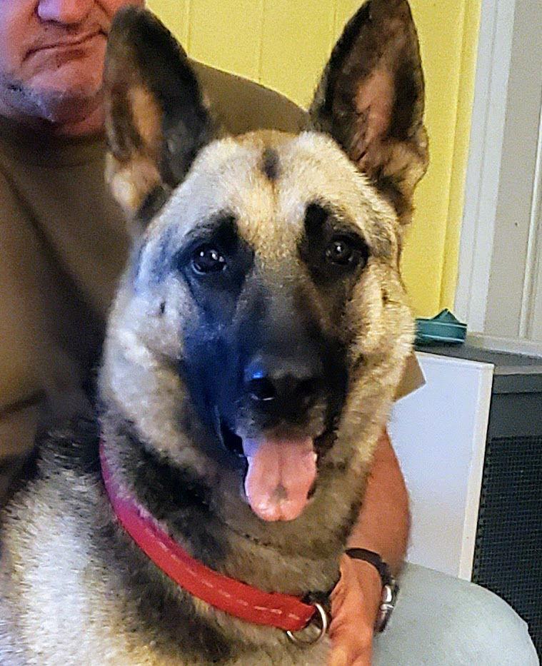 Raven 6524, a Adoptable German Shepherd Dog in Centreville, VA image 2/3