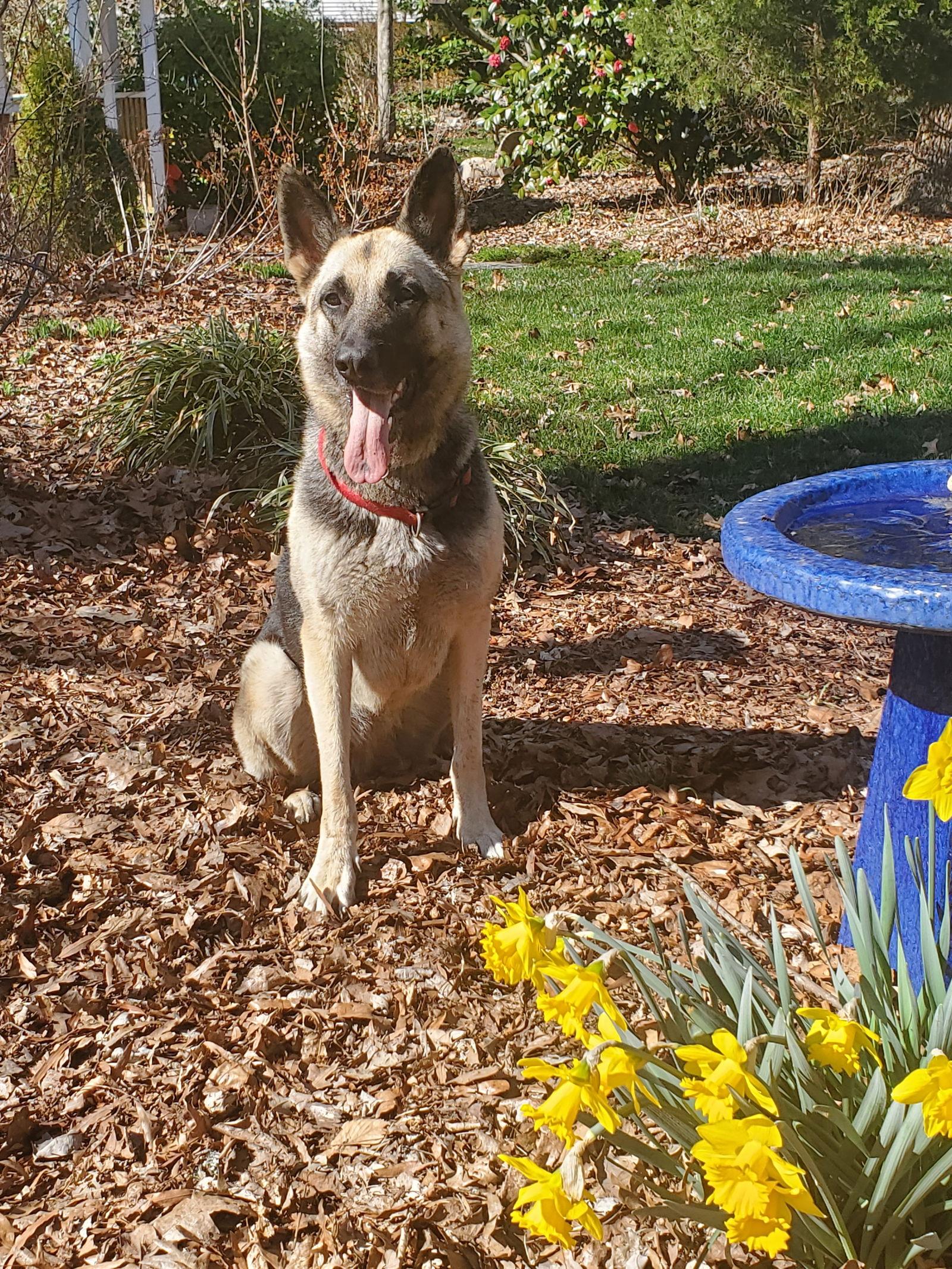 Raven 6524, a Adoptable German Shepherd Dog in Centreville, VA image 3/3
