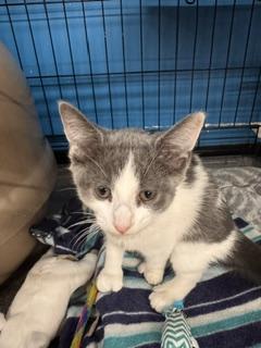 Enlarge Toot, an adopted Domestic Short Hair in Louisville, KY image 1/1